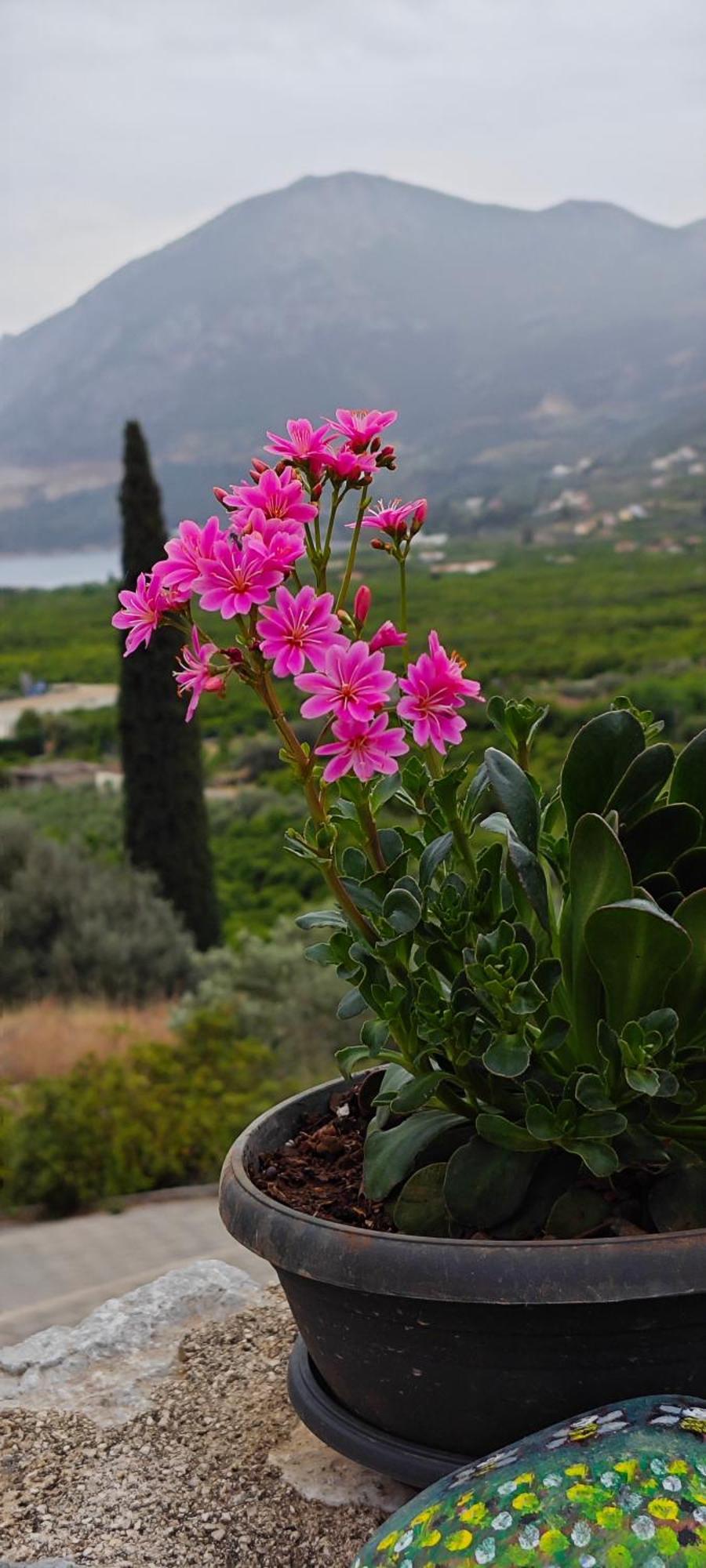 Melissafarm Guest House Epidaurus Exterior foto